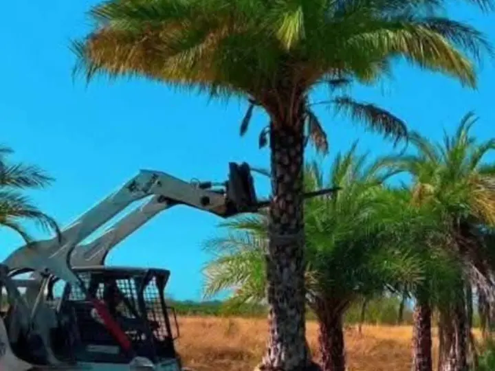 Mantenimiento de palmeras y áreas verdes